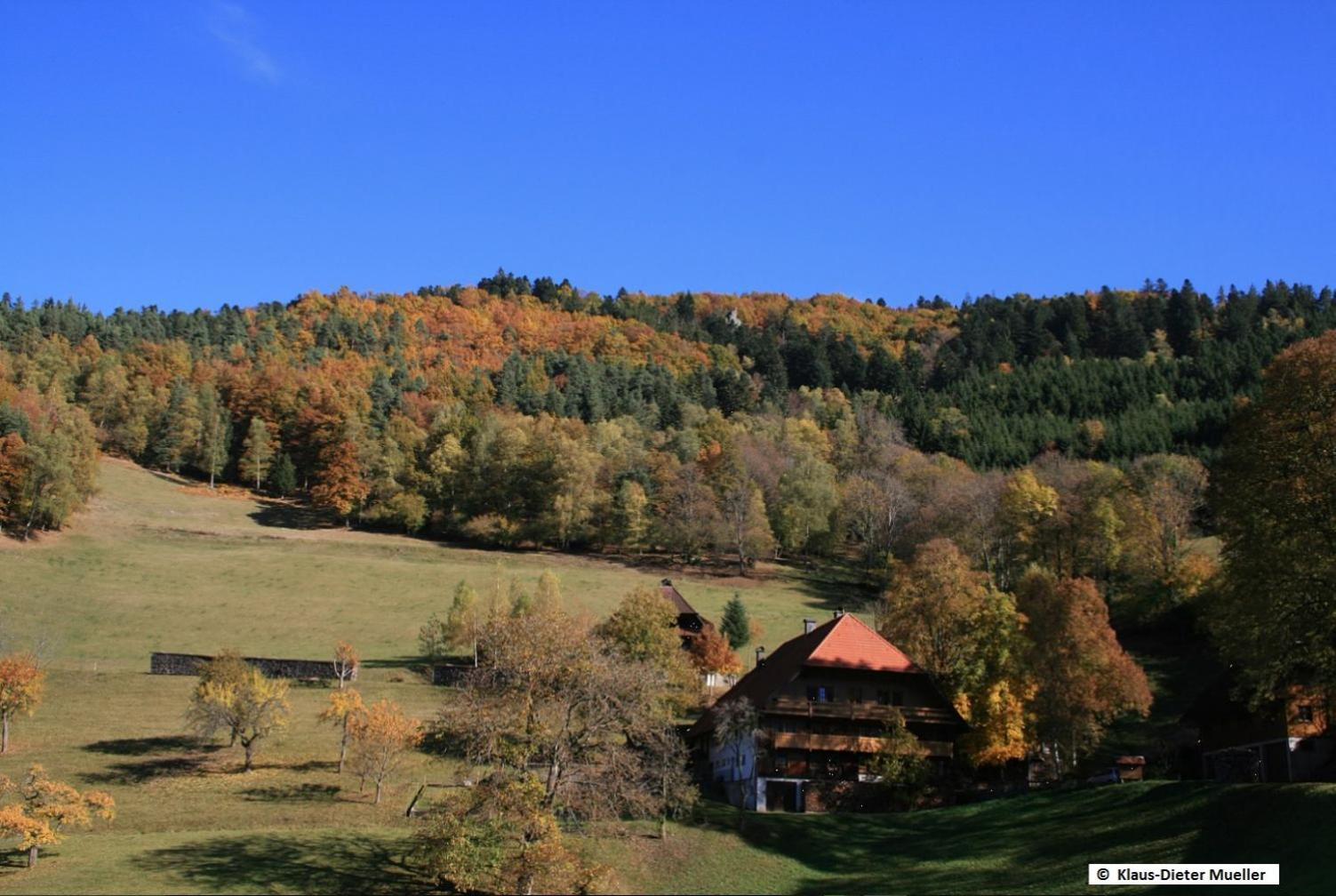 Haus Am Waldrand Villa Triberg im Schwarzwald Eksteriør billede